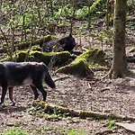 Kamp alanı Schaeferkarrenpark Adler- Und Wolfspark Kasselburg