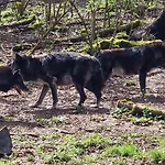Schaeferkarrenpark Adler- Und Wolfspark Kasselburg *