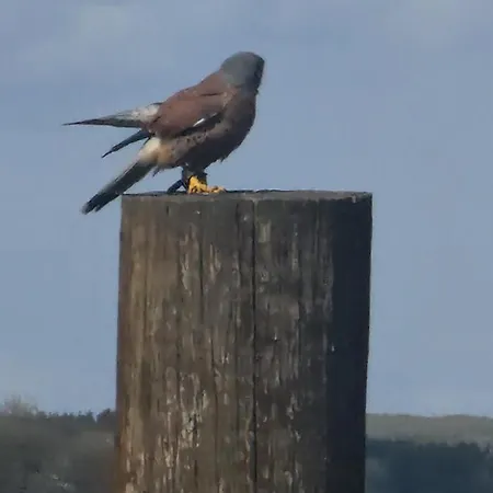 مكان تخييم Schaeferkarrenpark Adler- Und Wolfspark Kasselburg