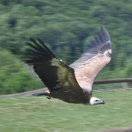 Schaeferkarrenpark Adler- Und Wolfspark Kasselburg *