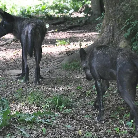 Schaeferkarrenpark Adler- Und Wolfspark Kasselburg * Pelm
