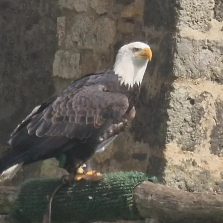 مكان تخييم Schaeferkarrenpark Adler- Und Wolfspark Kasselburg Pelm