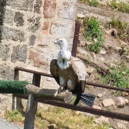 مكان تخييم Schaeferkarrenpark Adler- Und Wolfspark Kasselburg Pelm