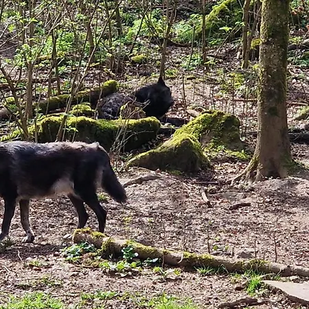 キャンプ場 Schaeferkarrenpark Adler- Und Wolfspark Kasselburg