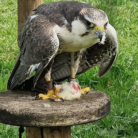 Schaeferkarrenpark Adler- Und Wolfspark Kasselburg Camping *