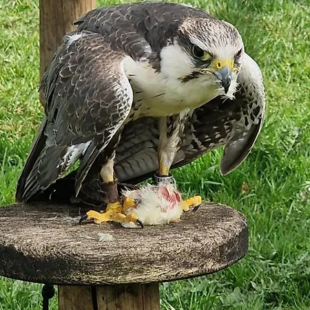 Schaeferkarrenpark Adler- Und Wolfspark Kasselburg مكان تخييم *