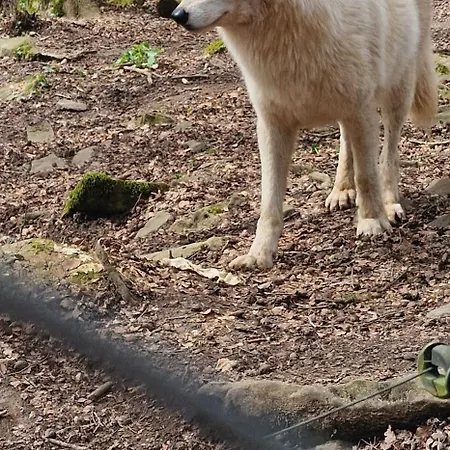 Schaeferkarrenpark Adler- Und Wolfspark Kasselburg * Pelm
