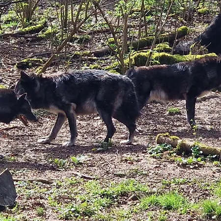 Schaeferkarrenpark Adler- Und Wolfspark Kasselburg *