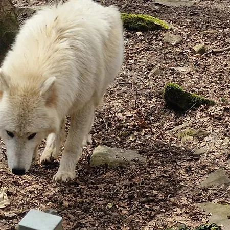 Schaeferkarrenpark Adler- Und Wolfspark Kasselburg *