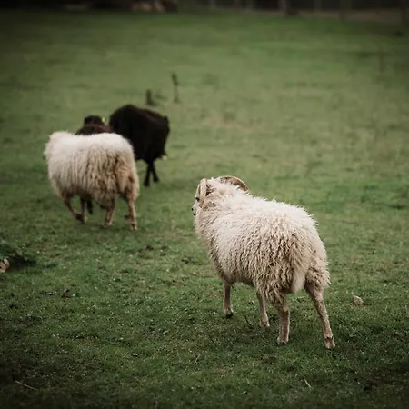 Schaeferkarrenpark Adler- Und Wolfspark Kasselburg مكان تخييم *