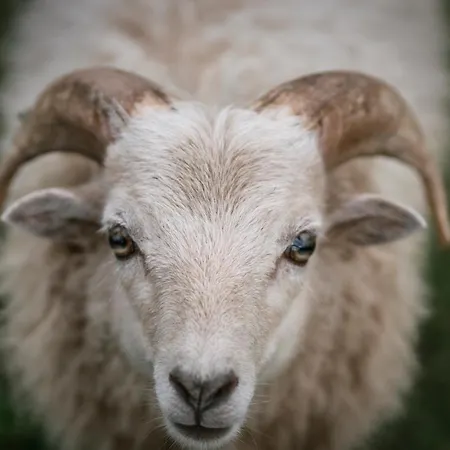 Schaeferkarrenpark Adler- Und Wolfspark Kasselburg Pelm