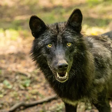 مكان تخييم Schaeferkarrenpark Adler- Und Wolfspark Kasselburg Pelm