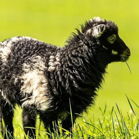 Schaeferkarrenpark Adler- Und Wolfspark Kasselburg Camping *