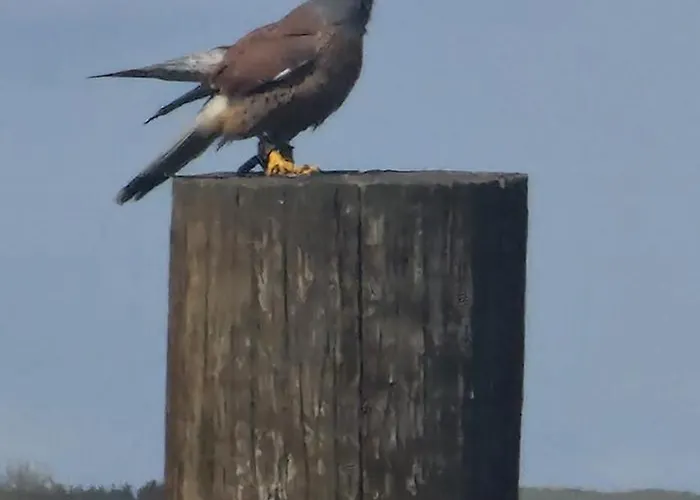 אתר קמפינג Schaeferkarrenpark Adler- Und Wolfspark Kasselburg