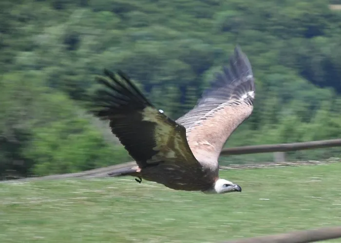 Schaeferkarrenpark Adler- Und Wolfspark Kasselburg *