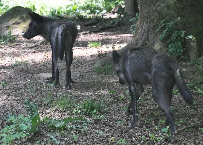 Schaeferkarrenpark Adler- Und Wolfspark Kasselburg * Pelm