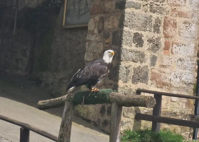 אתר קמפינג Schaeferkarrenpark Adler- Und Wolfspark Kasselburg *