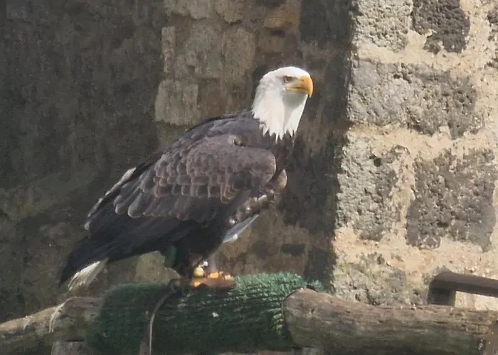キャンプ場 Schaeferkarrenpark Adler- Und Wolfspark Kasselburg Pelm