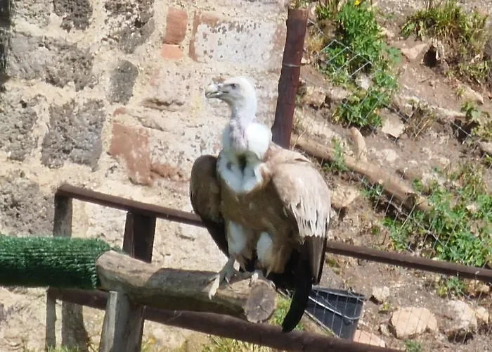 אתר קמפינג Schaeferkarrenpark Adler- Und Wolfspark Kasselburg Pelm