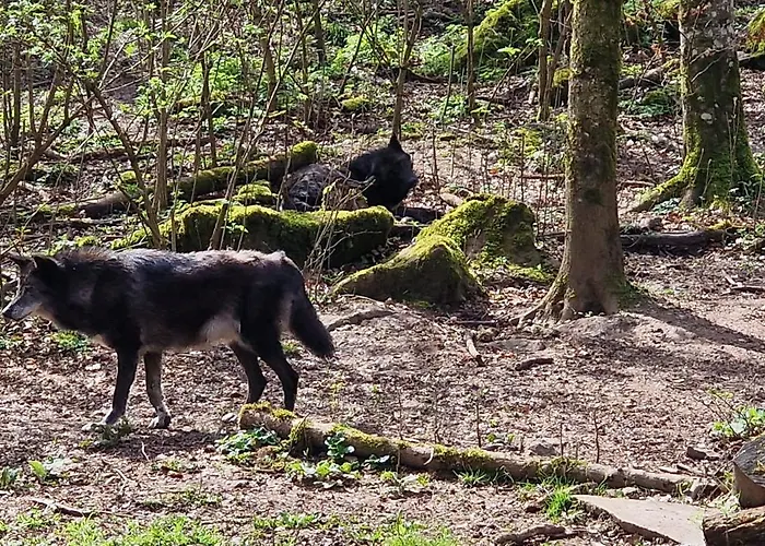 אתר קמפינג Schaeferkarrenpark Adler- Und Wolfspark Kasselburg
