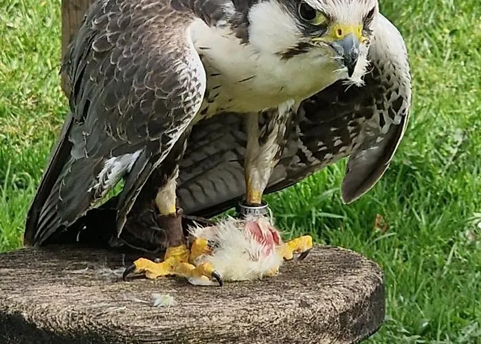 Schaeferkarrenpark Adler- Und Wolfspark Kasselburg אתר קמפינג *