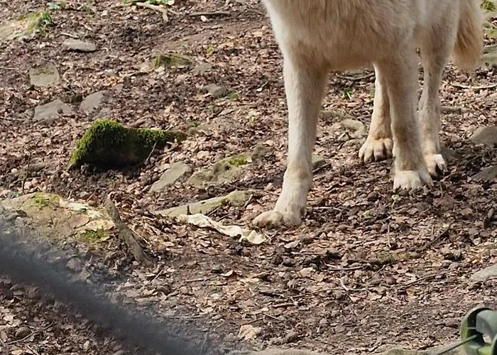 Schaeferkarrenpark Adler- Und Wolfspark Kasselburg * Pelm