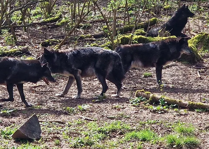 Schaeferkarrenpark Adler- Und Wolfspark Kasselburg *