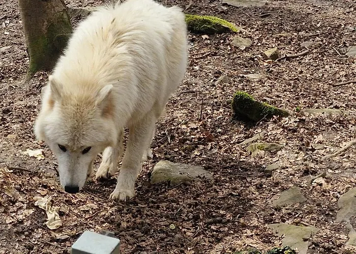 Schaeferkarrenpark Adler- Und Wolfspark Kasselburg *