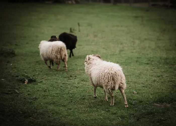 Schaeferkarrenpark Adler- Und Wolfspark Kasselburg אתר קמפינג *