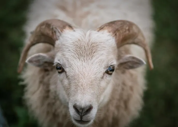 Schaeferkarrenpark Adler- Und Wolfspark Kasselburg Pelm