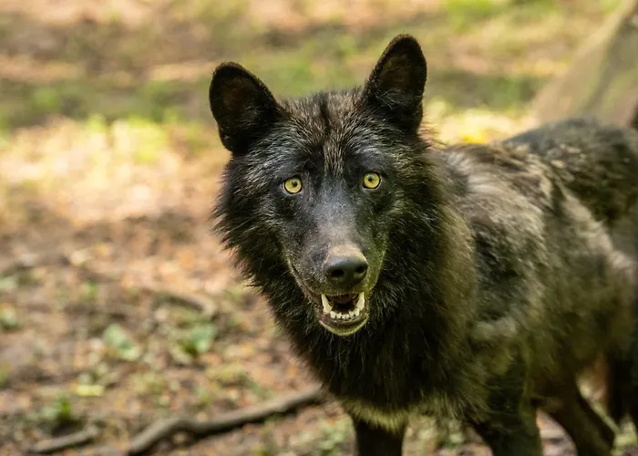 キャンプ場 Schaeferkarrenpark Adler- Und Wolfspark Kasselburg Pelm