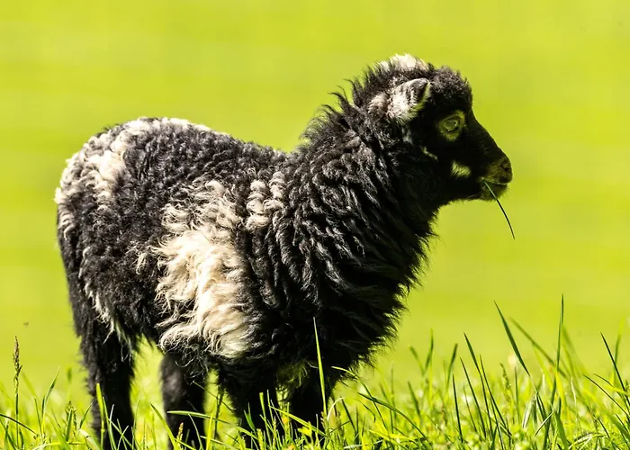Schaeferkarrenpark Adler- Und Wolfspark Kasselburg אתר קמפינג *